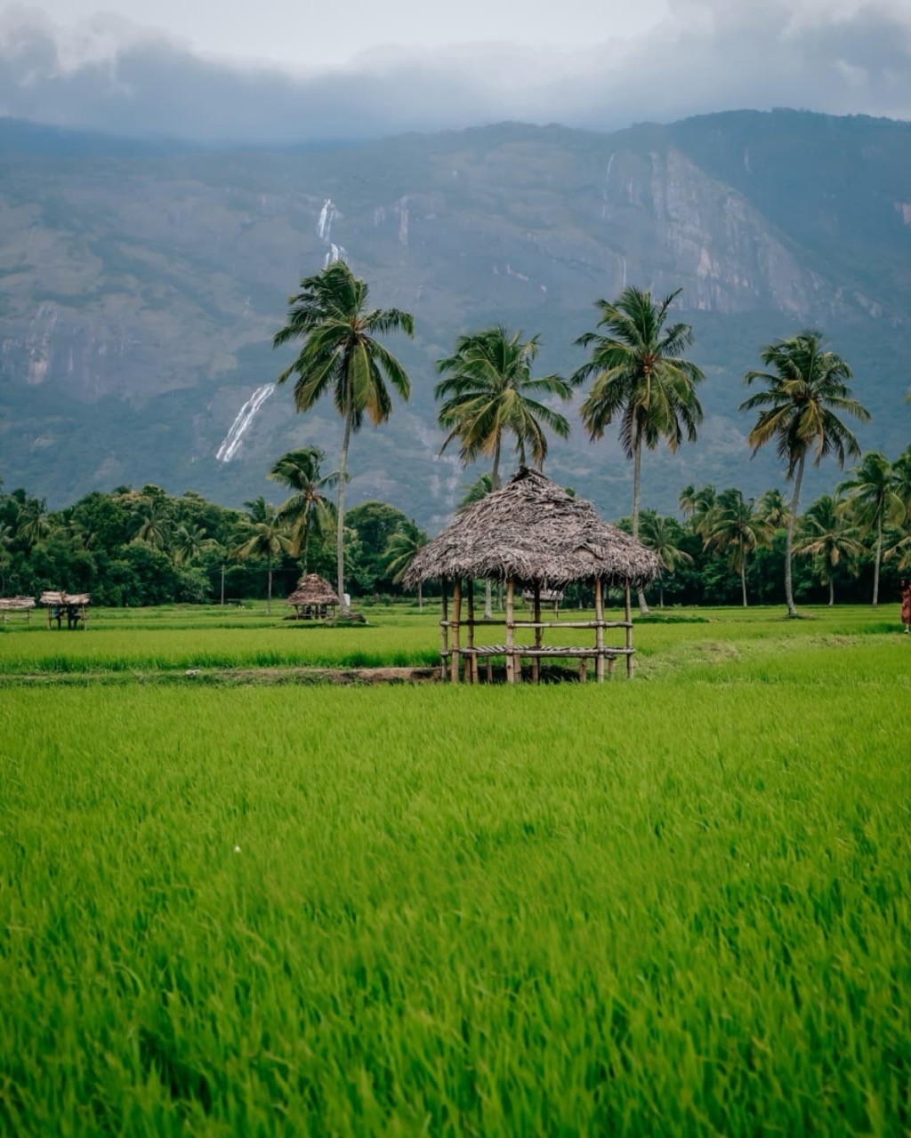 Scenic view of Kollengode, Kerala, featuring lush green paddy fields, traditional thatched huts, towering coconut trees, and a stunning waterfall cascading down the Western Ghats in the background.