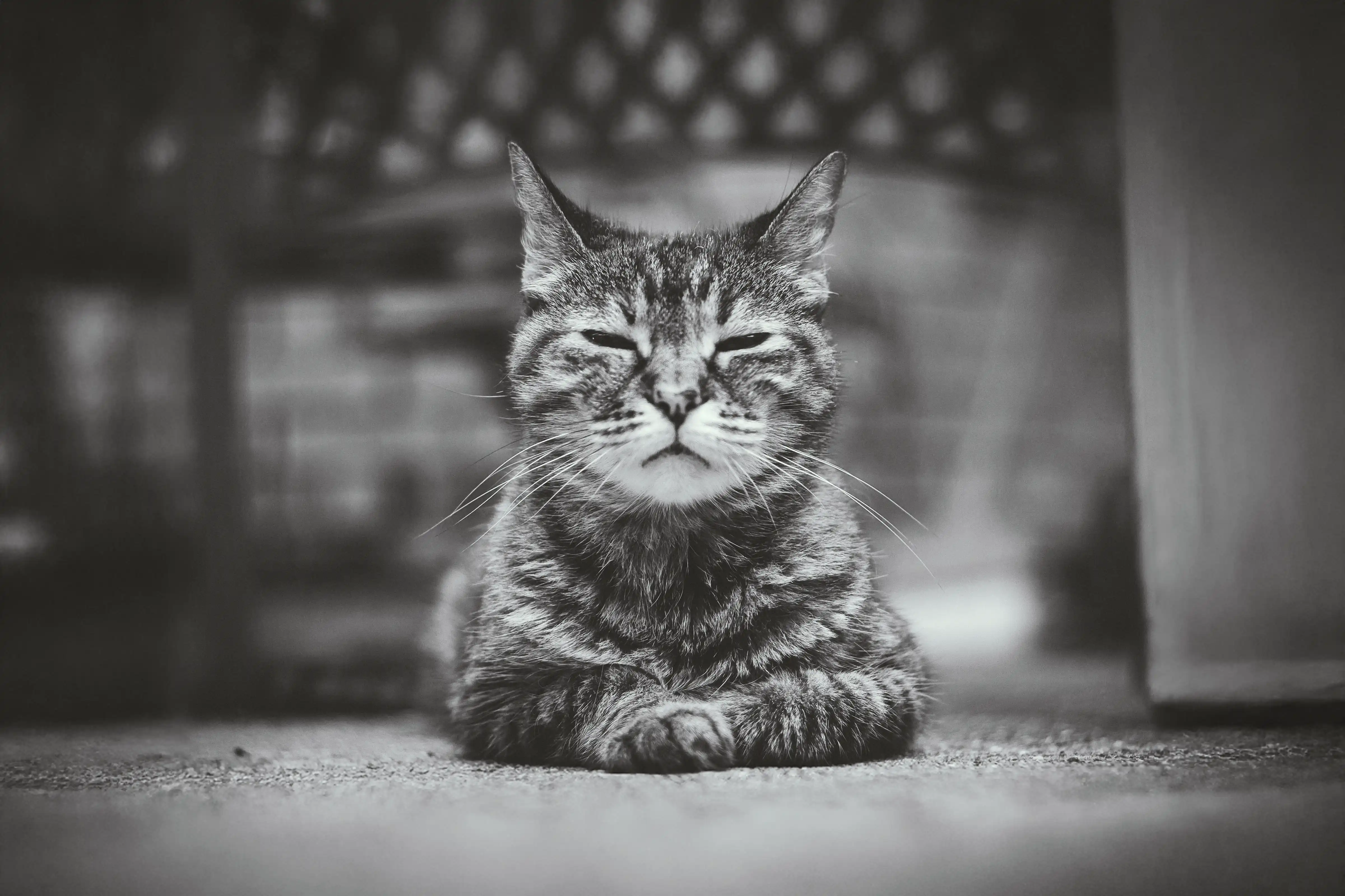 Acadia Drive Animal Clinic