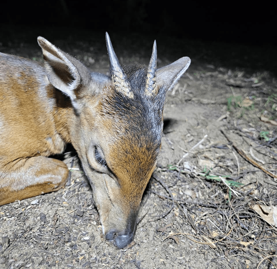 Gilson Hunting Safaris gallery photo 64