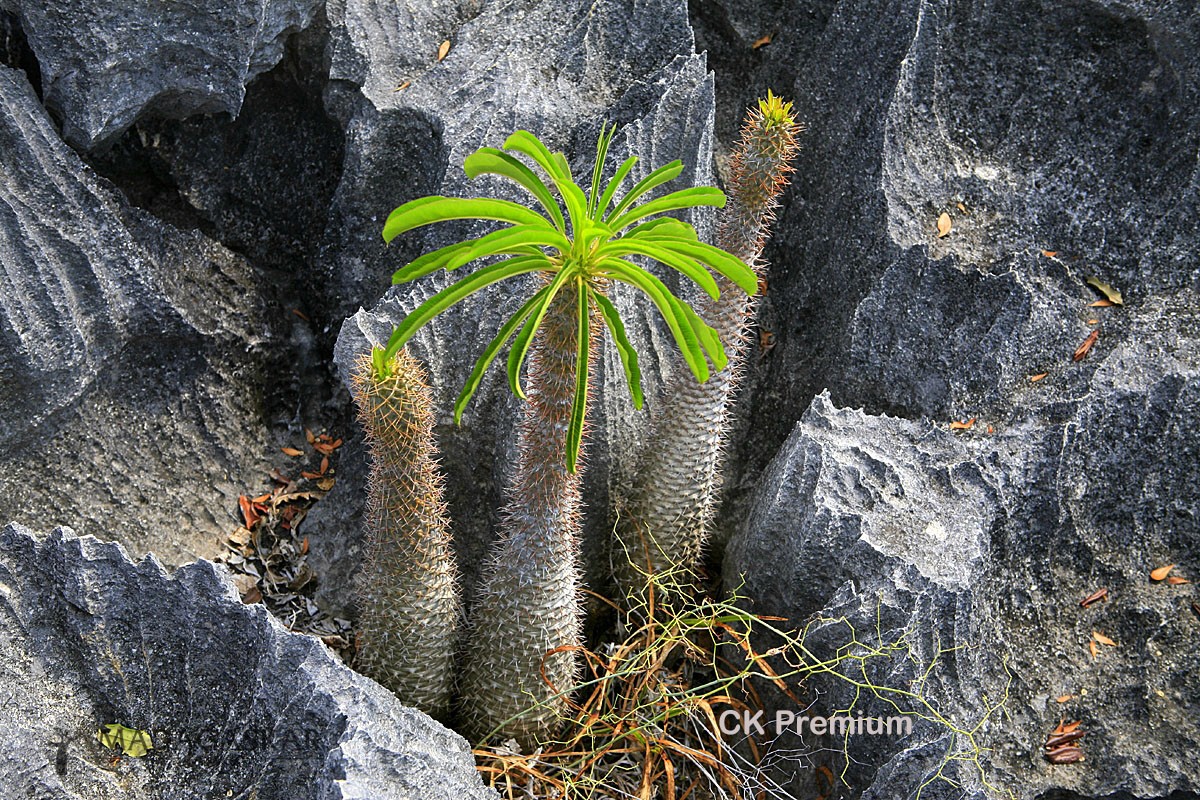 kozelná mÍsta na Madagaskaru