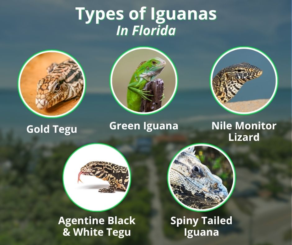 An infographic titled "Types of Iguanas In Florida" featuring labeled circular photos of a Gold Tegu, Green Iguana, Nile Monitor Lizard, Argentine Black & White Tegu, and Spiny Tailed Iguana.