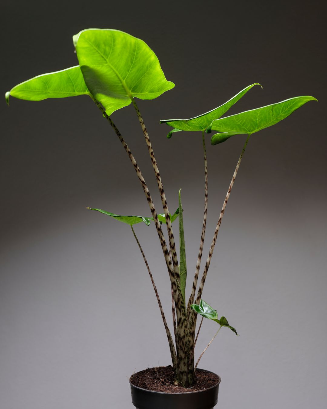 Plantas de moda para decoración interior 2024