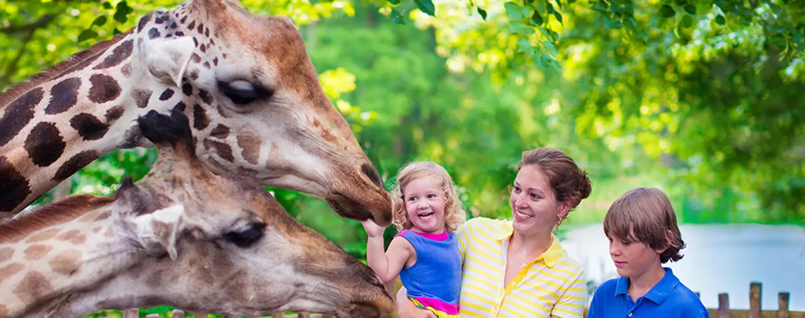 Happy family with two giraffes, child touching a giraffe's nose.