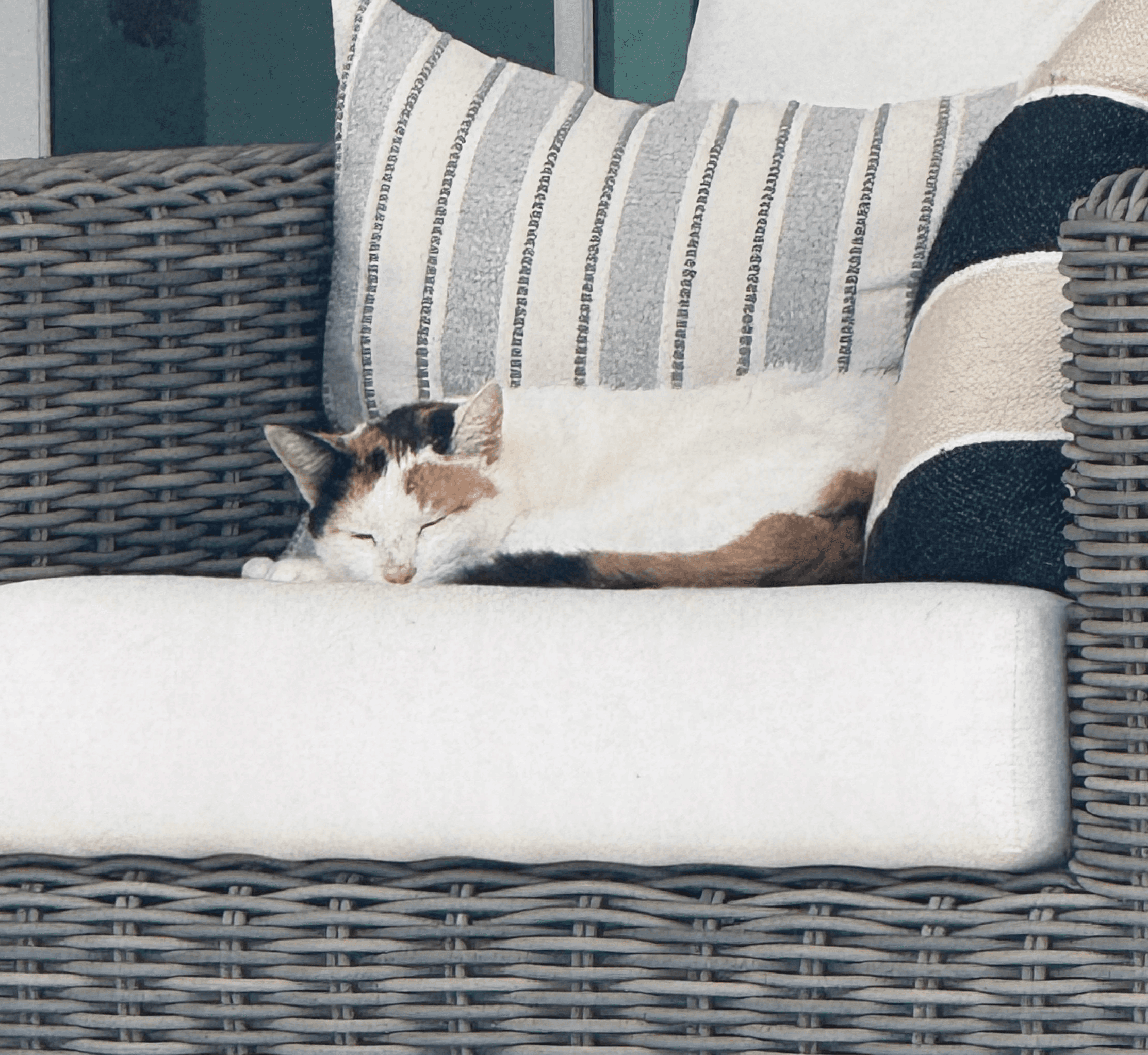 mycat