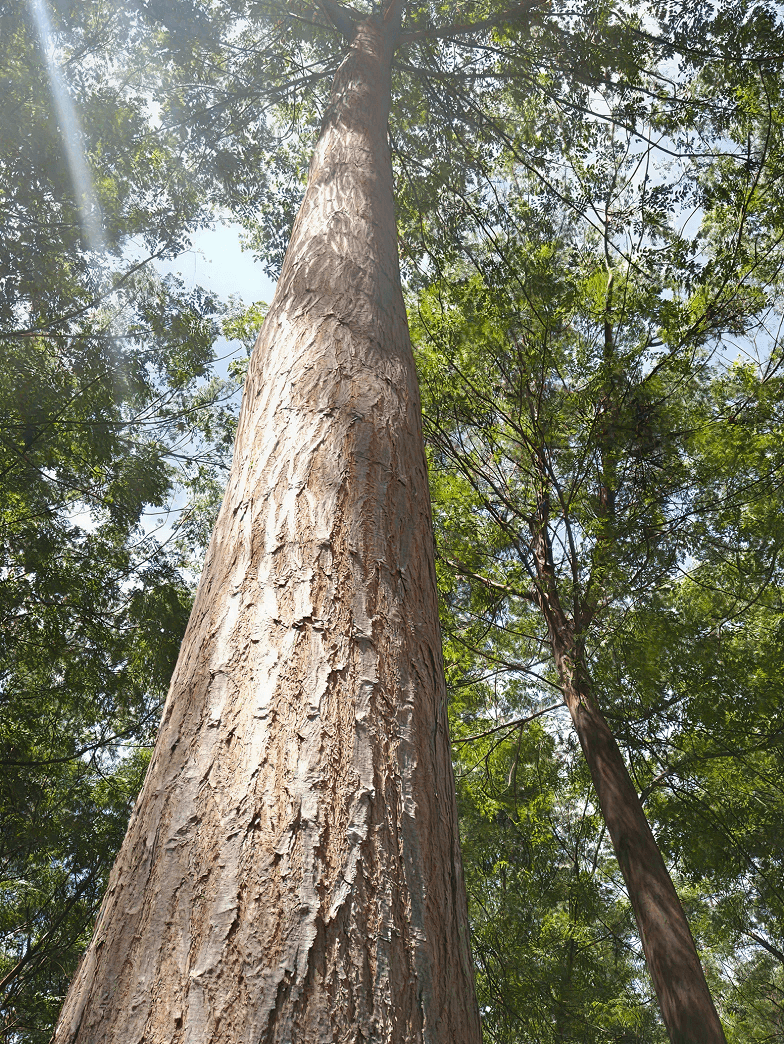 Gardener team at work
