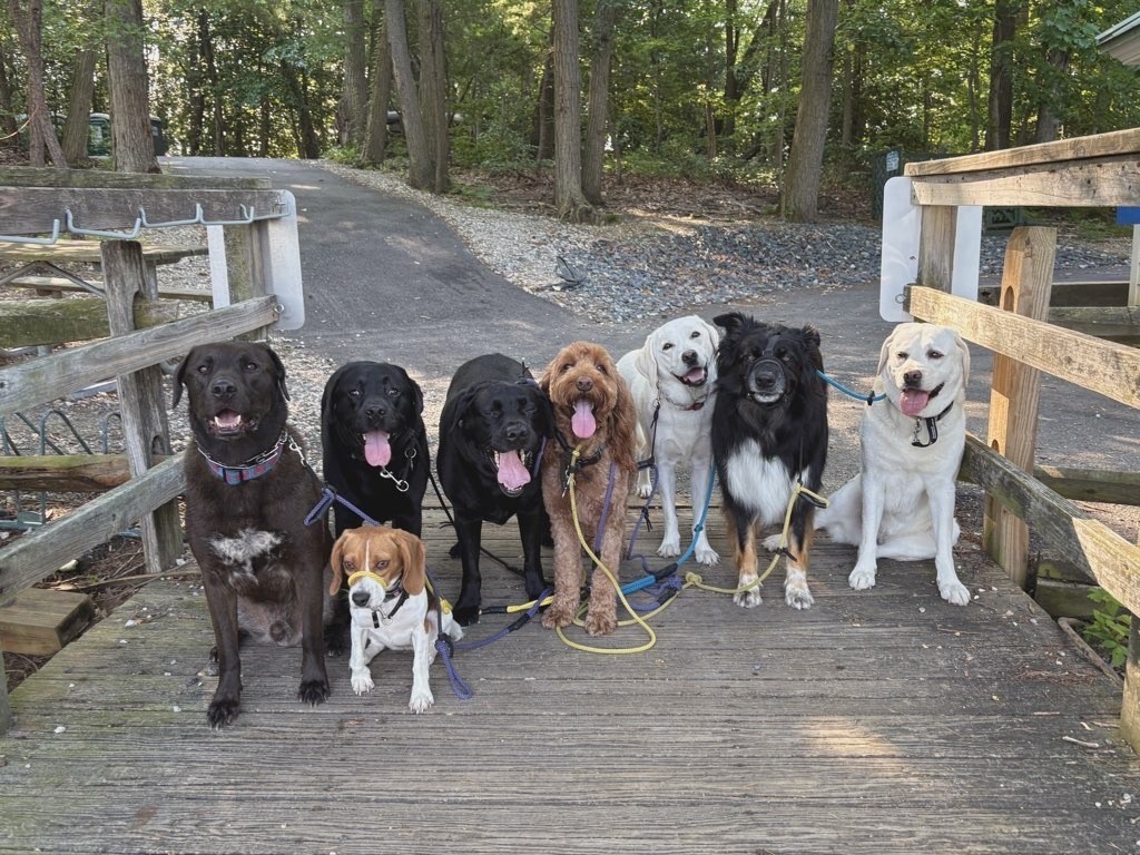 Eight dogs of various ages and sizes lined up on a wooden bridge during dog walking in Towson