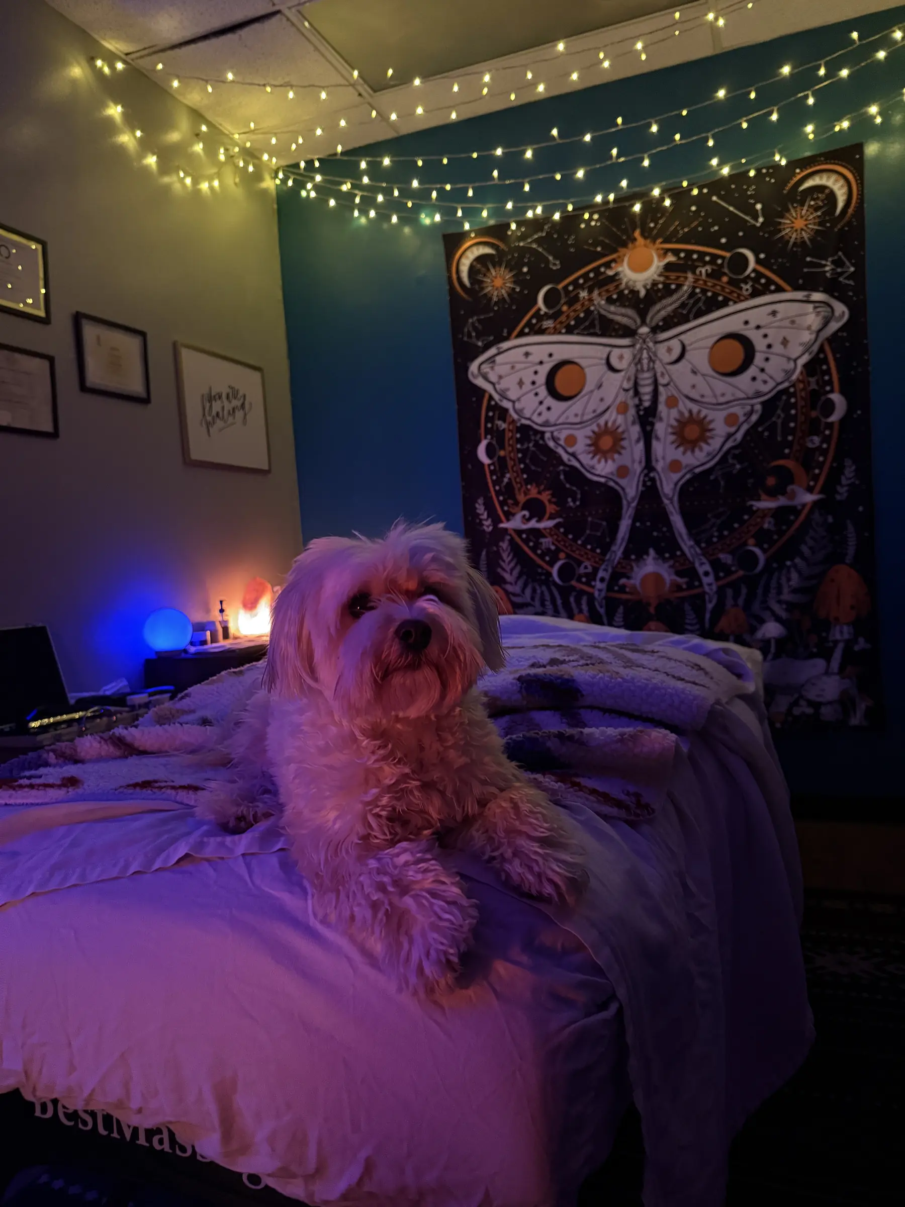 A cozy room with colorful lights, featuring a bed and a fluffy dog sitting on it, against a wall tapestry.