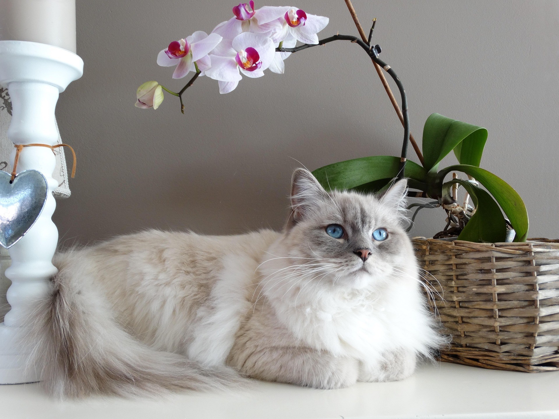 A Ragdoll cat is lying down on a shelf with a vase and a basket with a plant nearby. 