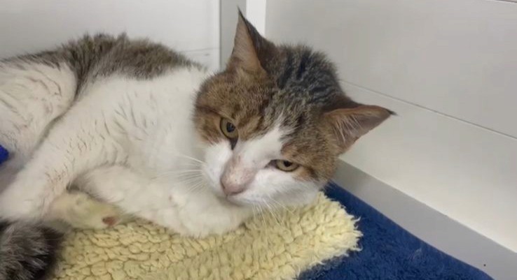 A cat is lying down on a yellow towel after treatment.