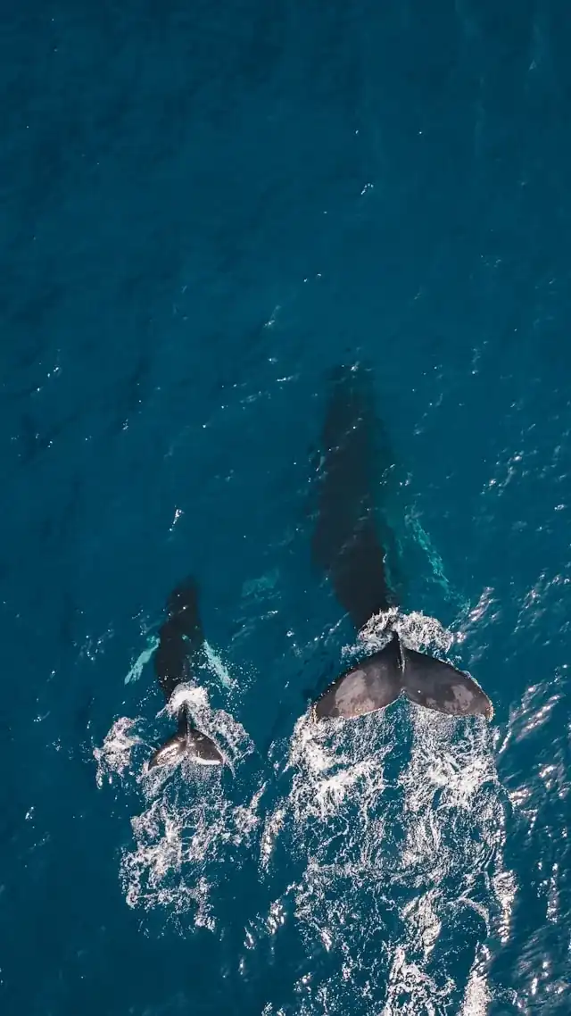 An adult whale and its calf swimming in the ocean
