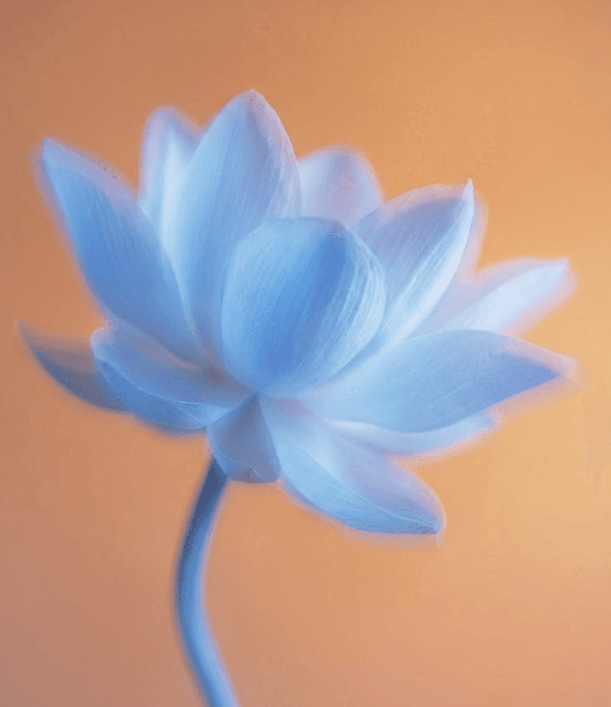 A soft blue lotus flower blooms against an orange background.