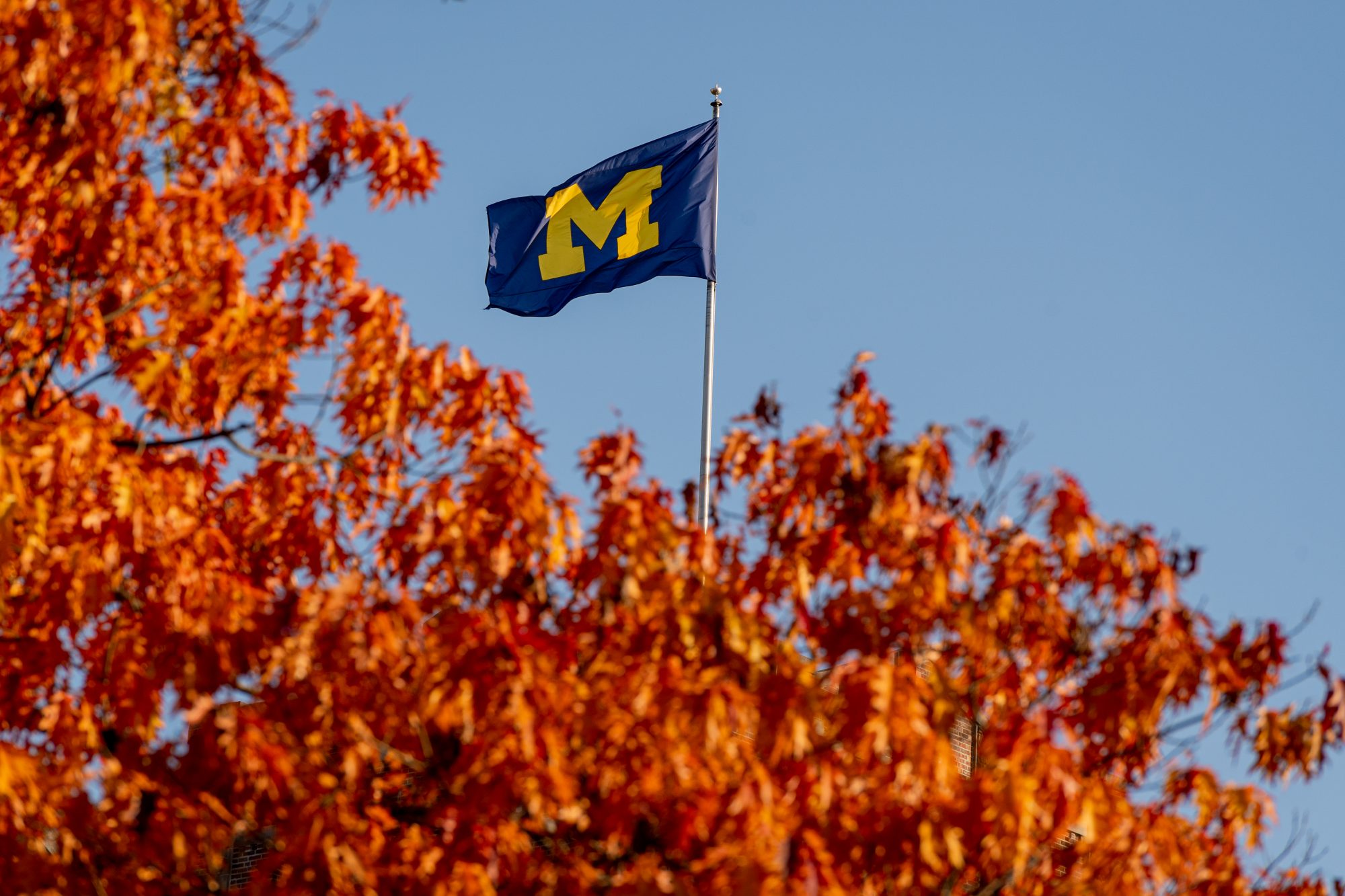 A vibrant orange tree with a blue flag waving against a clear sky.
