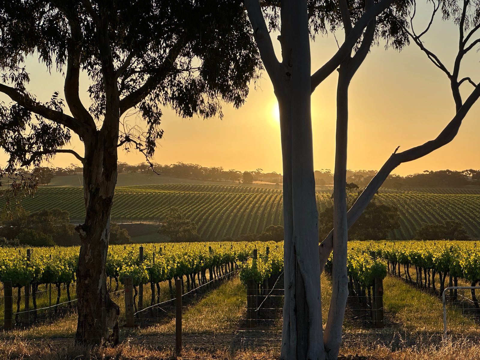 Barossa Valley vineyard at sunset in South Australia.