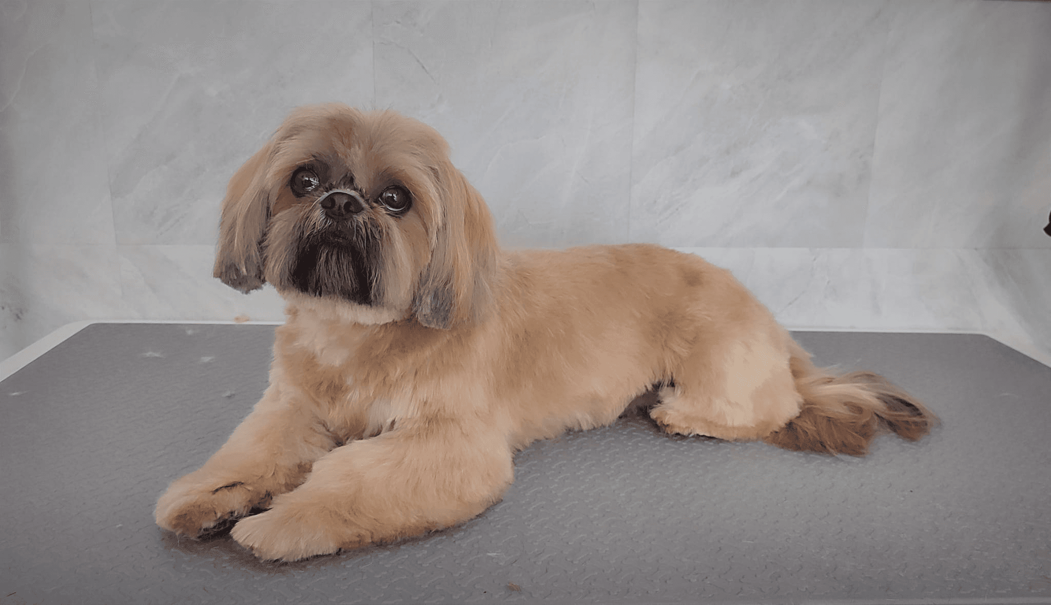 Foto van geschoren en geknipte shih tzu