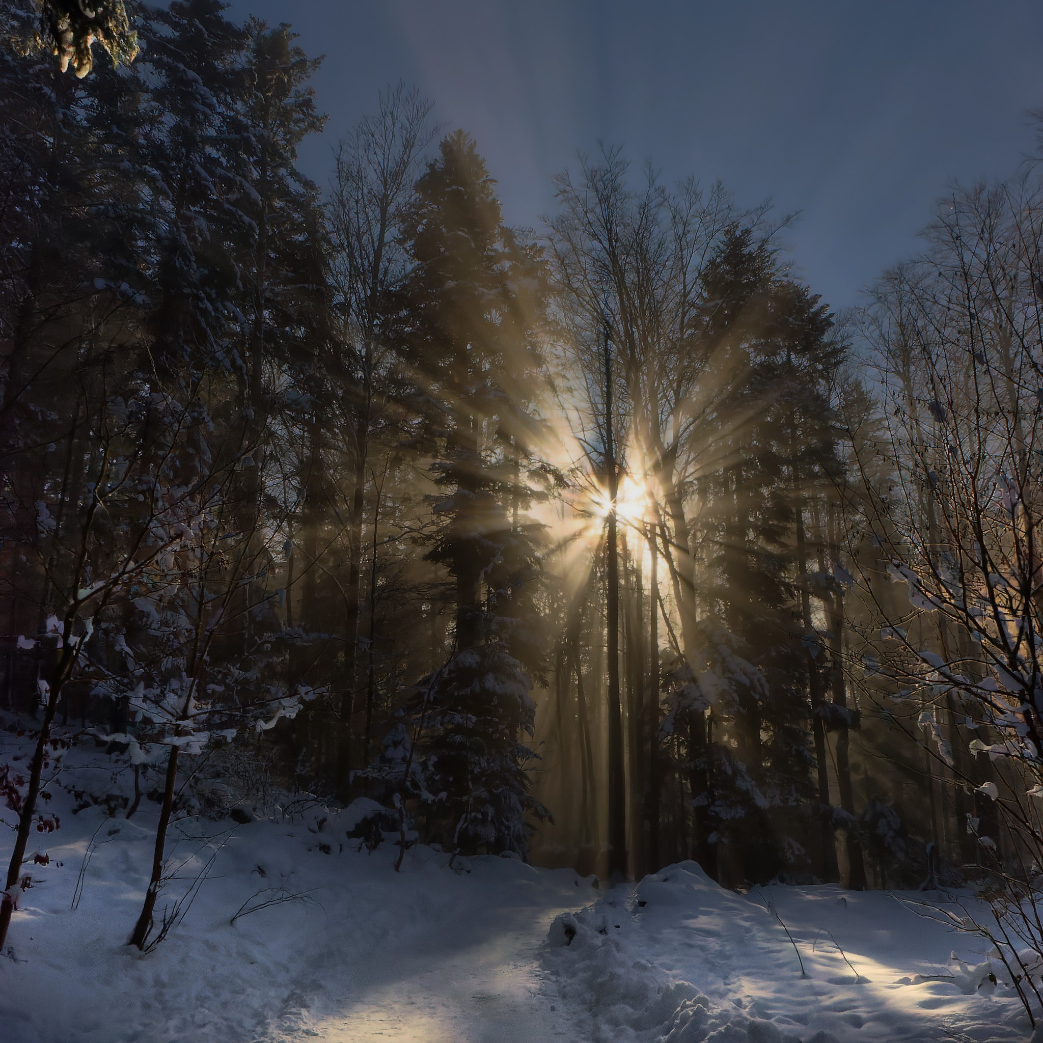 Wintersonne im Wald