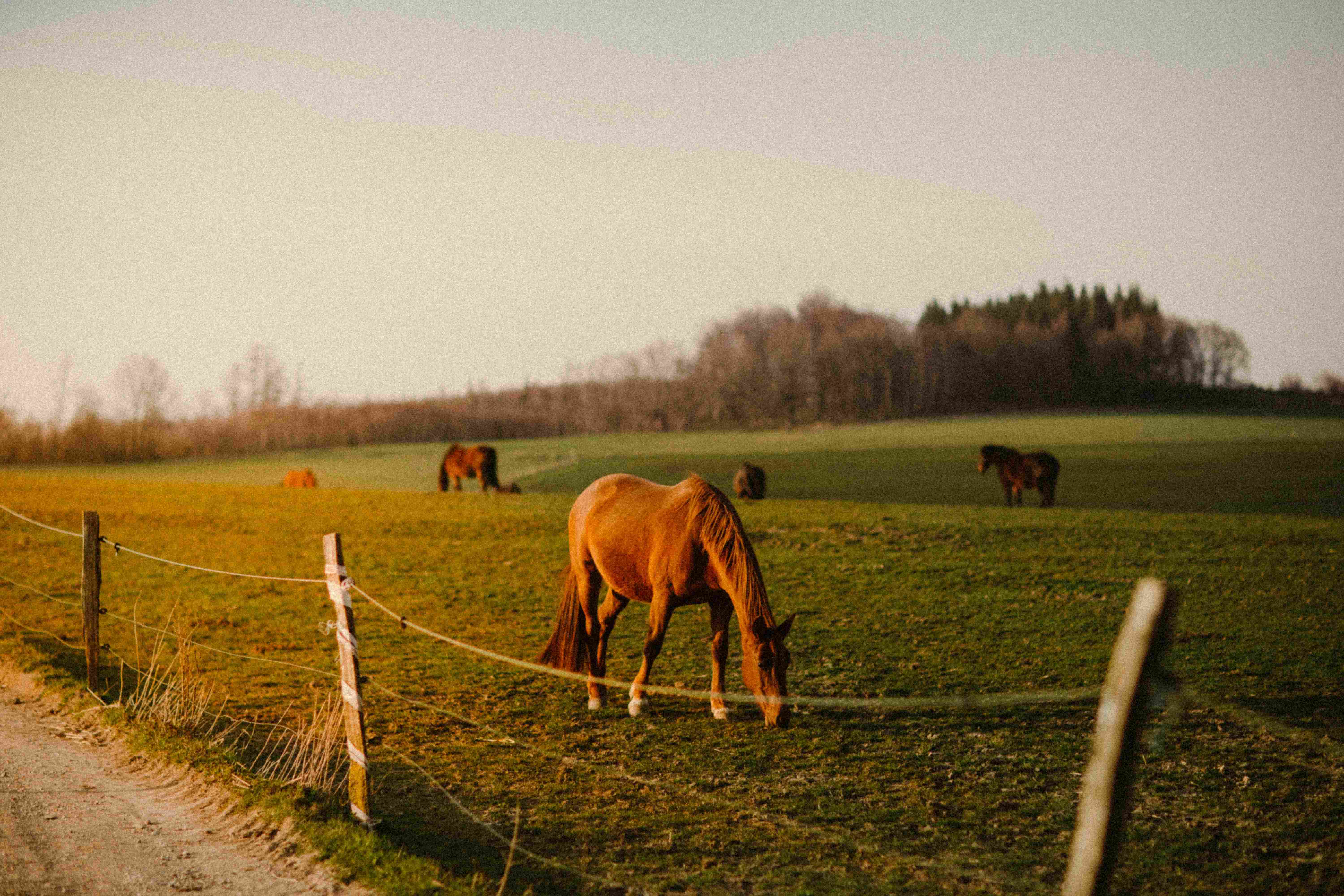 A horse in pasture grazing