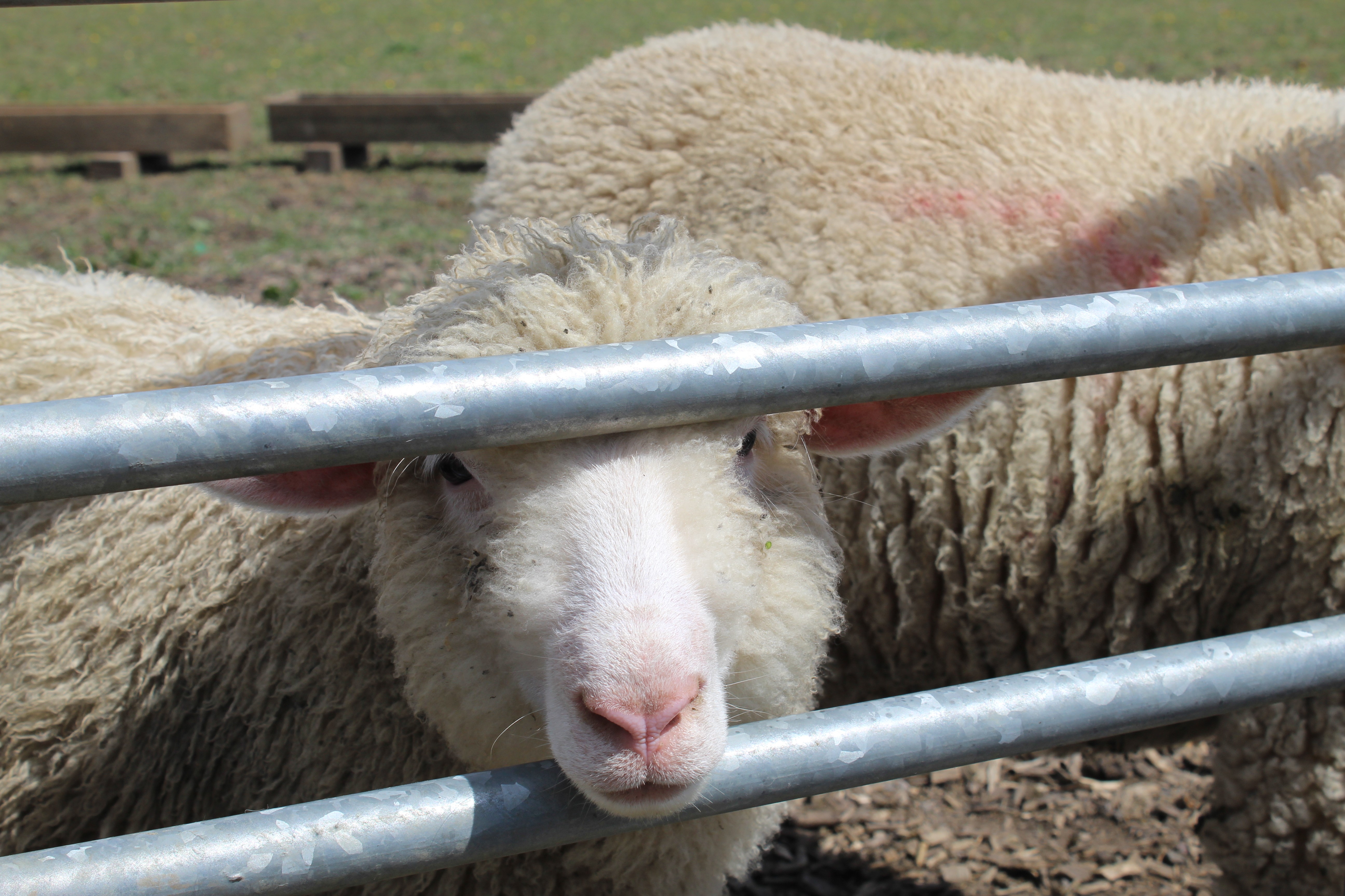 A sheep looking through a metal gate
