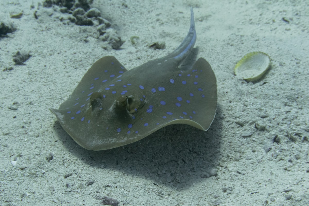 Blue-spotted stingray resting on the sandy seabed