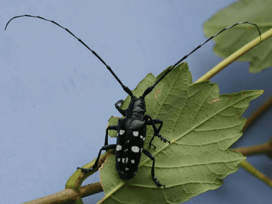 capricorne asiatique