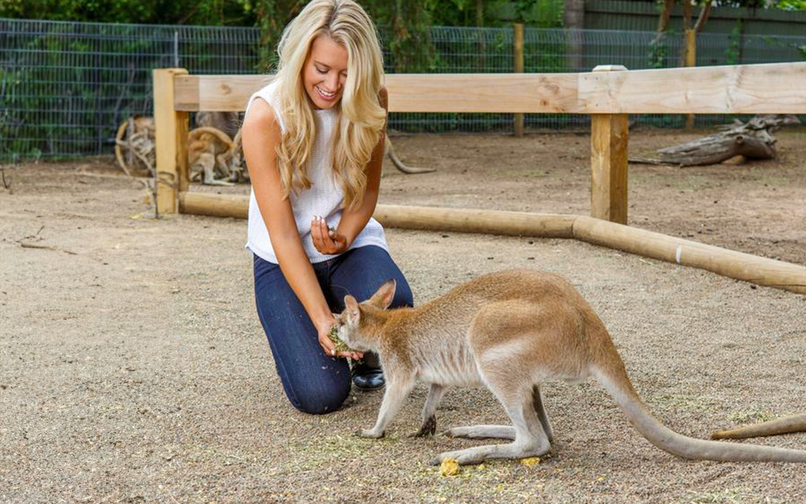 在蓝山一日游中，一位游客正在野生动物园喂食袋鼠。