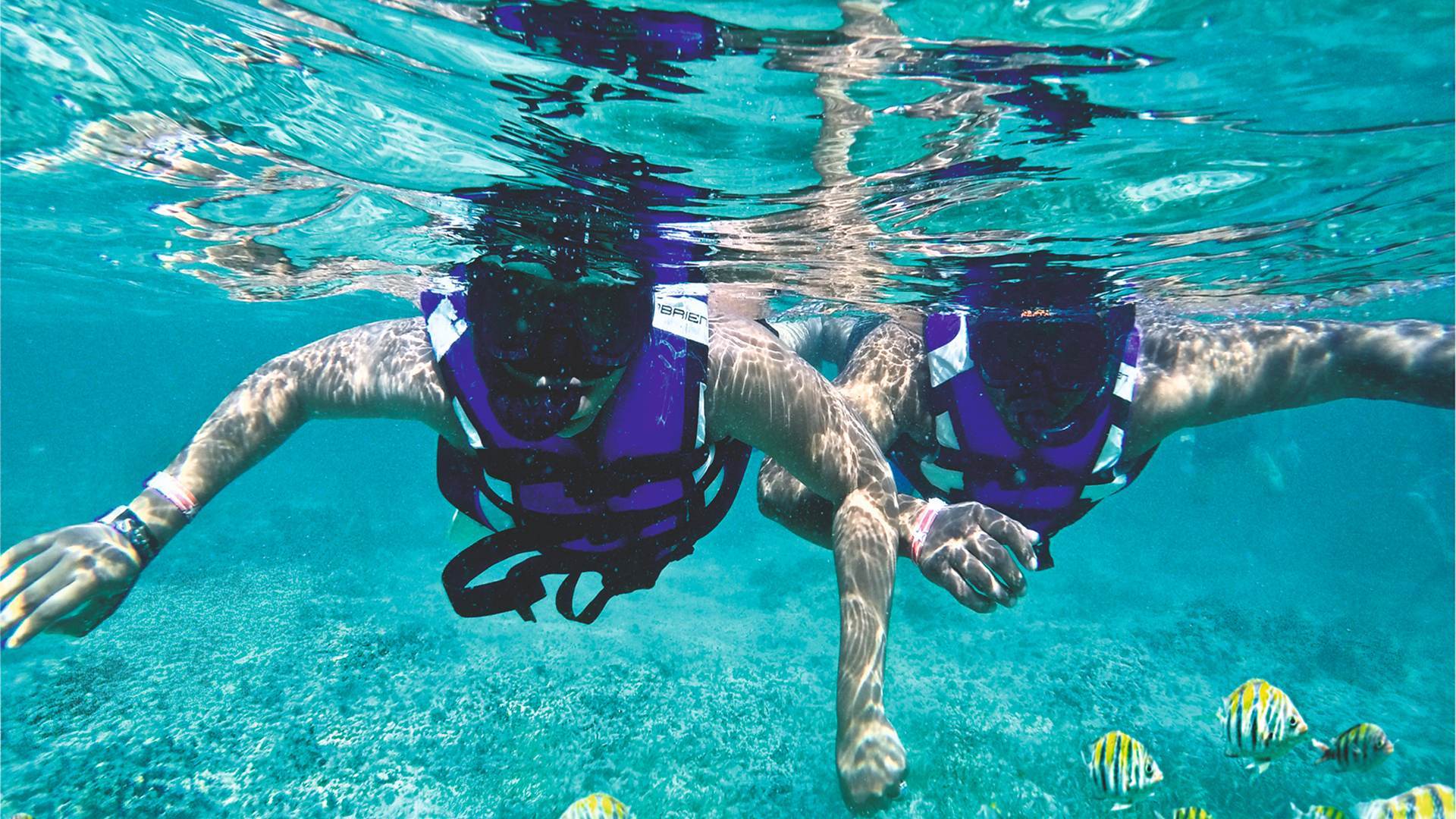Underwater view of two people in purple life jackets snorkeling above yellow and black striped fish