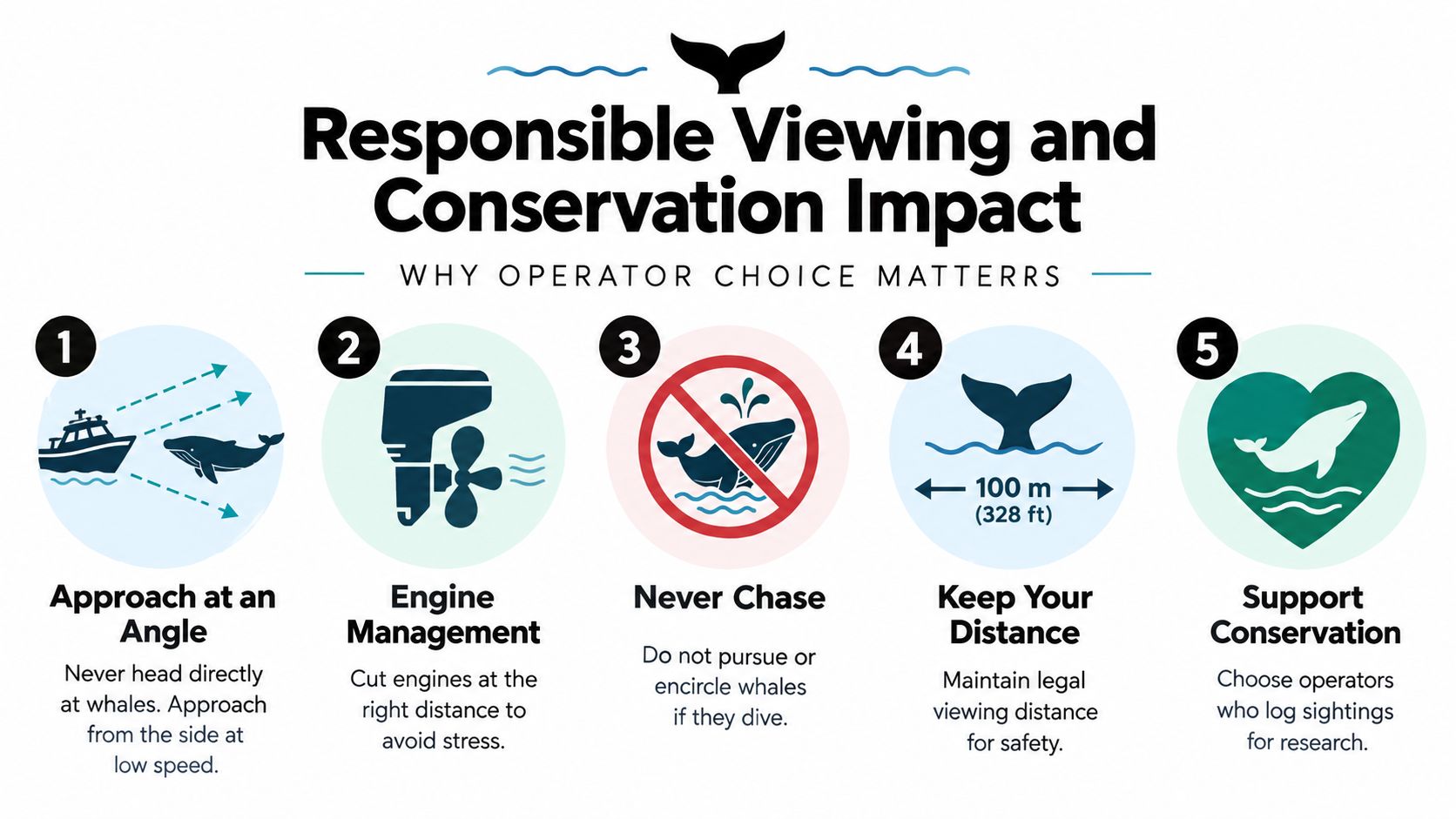 An infographic detailing five guidelines for responsible whale watching to ensure wildlife safety and conservation.