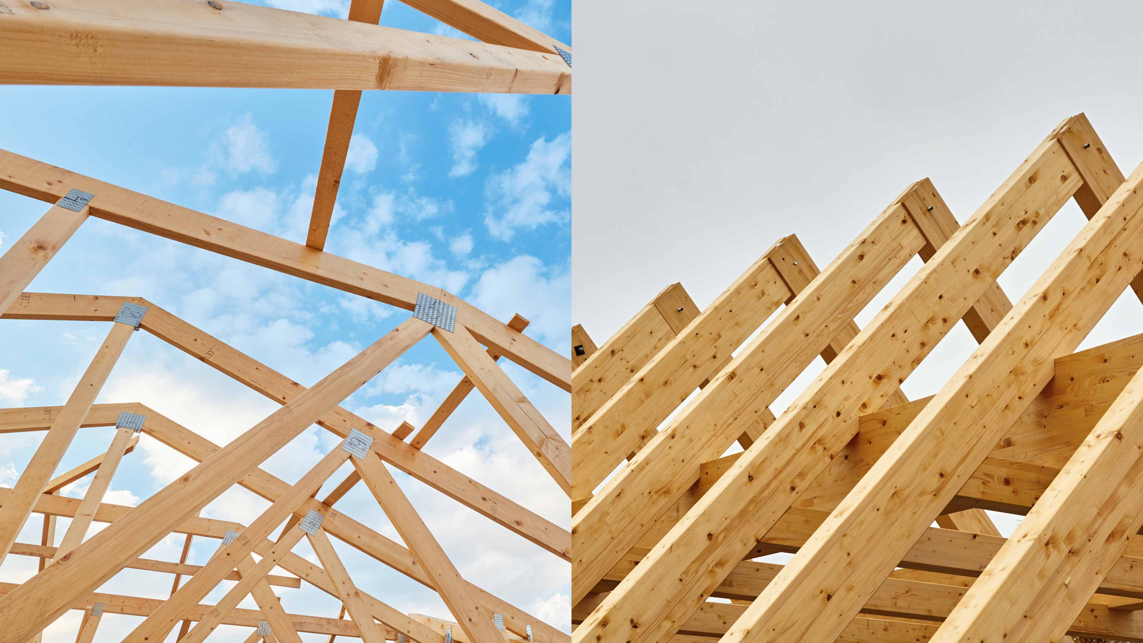 a tree with many leaves