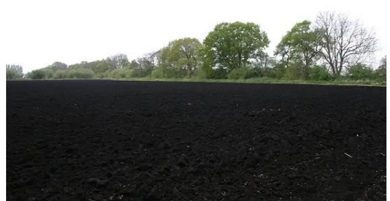 Black Soil