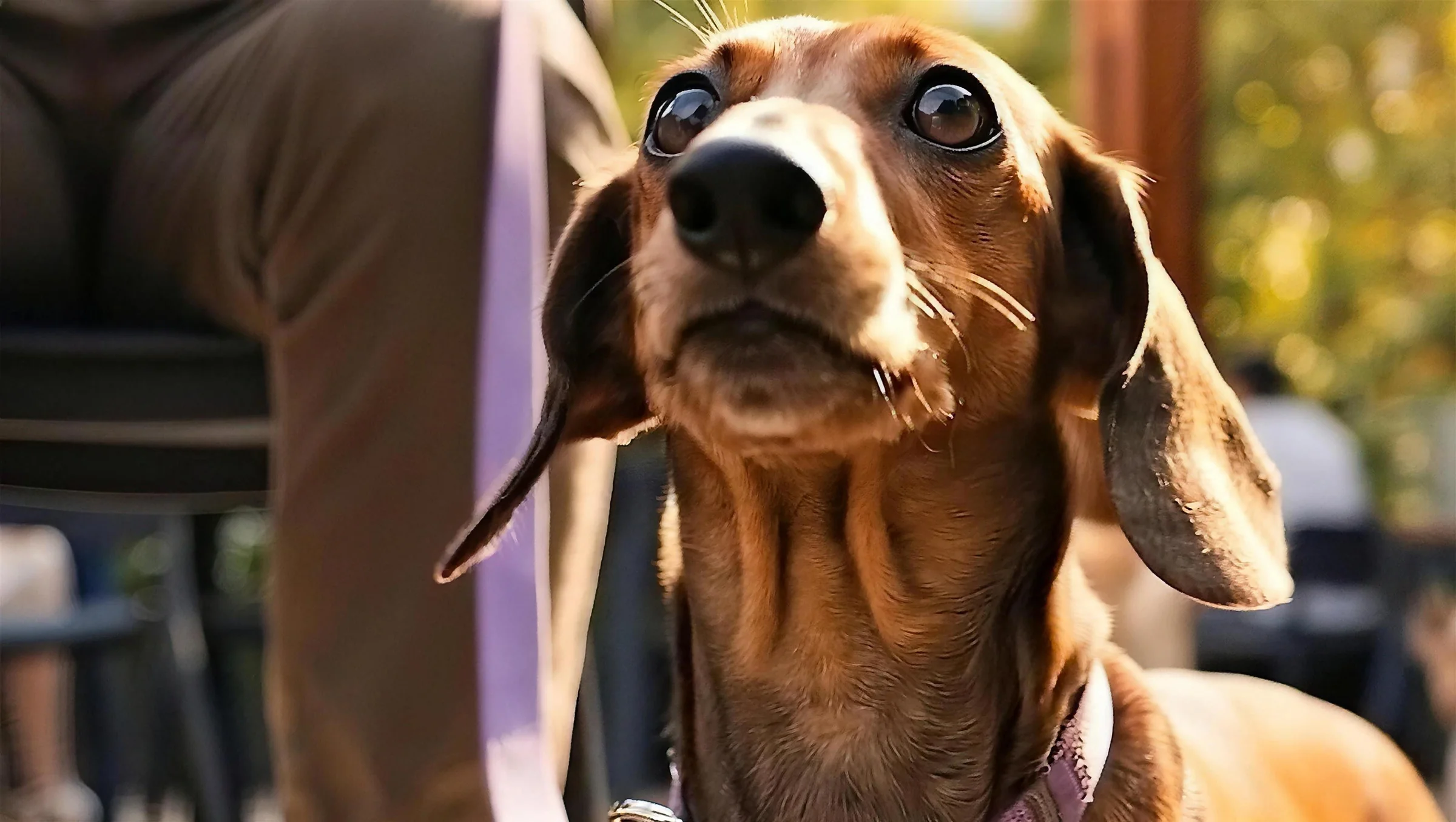 Un perro salchicha con correa lila en una terraza de Alto Palermo, de la pieza Pet Friendly