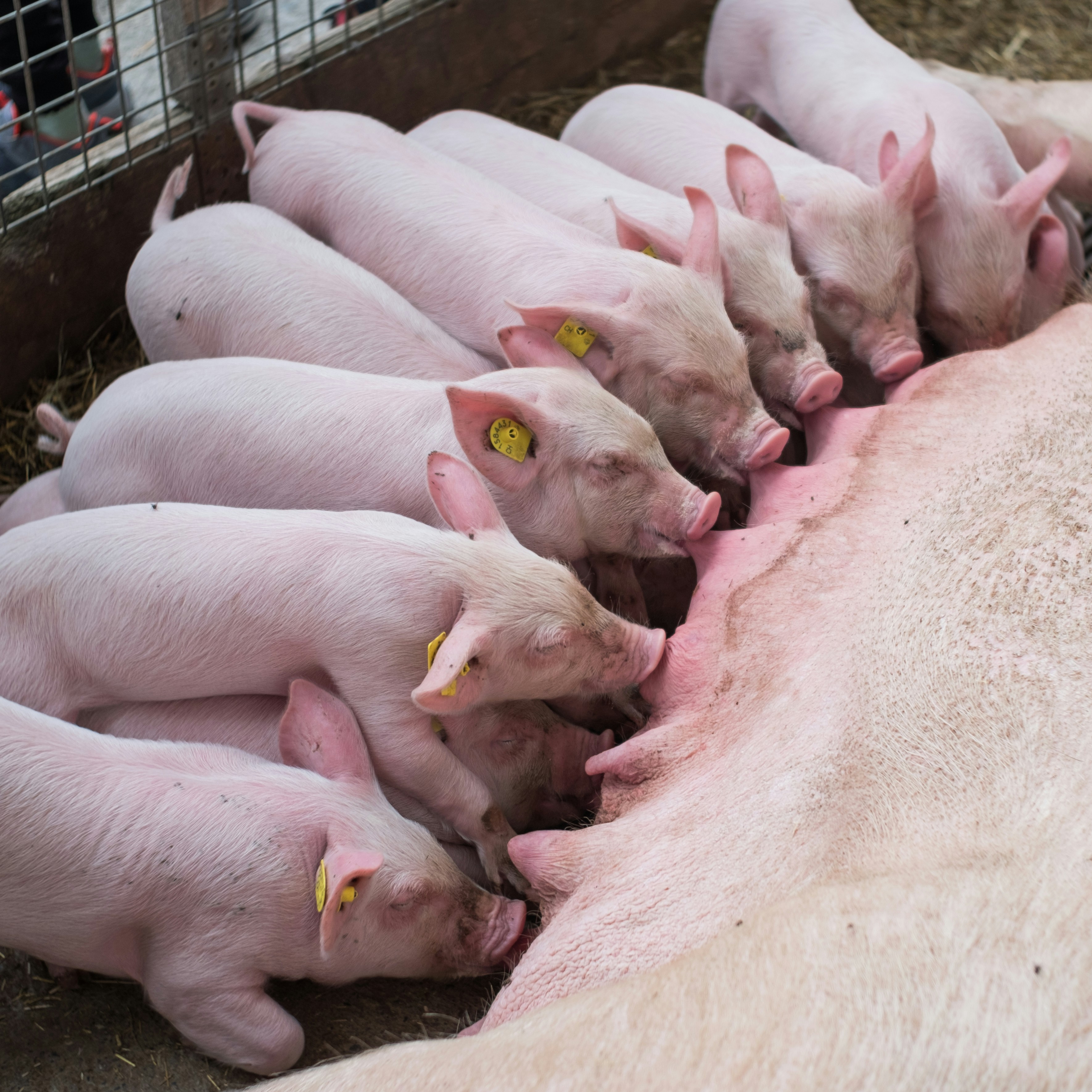 a group of pigs in a pen