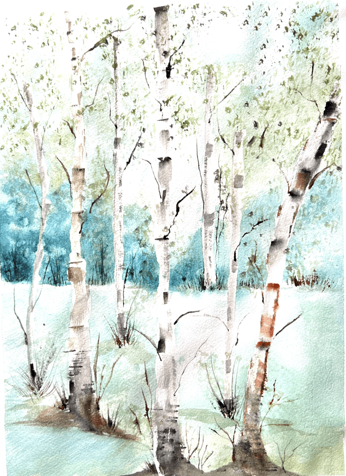 Silver Birches In The Snow - 21/29cm - watercolour