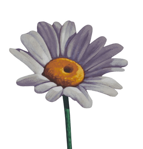 Marguerite daisy art by Michael Reeder.