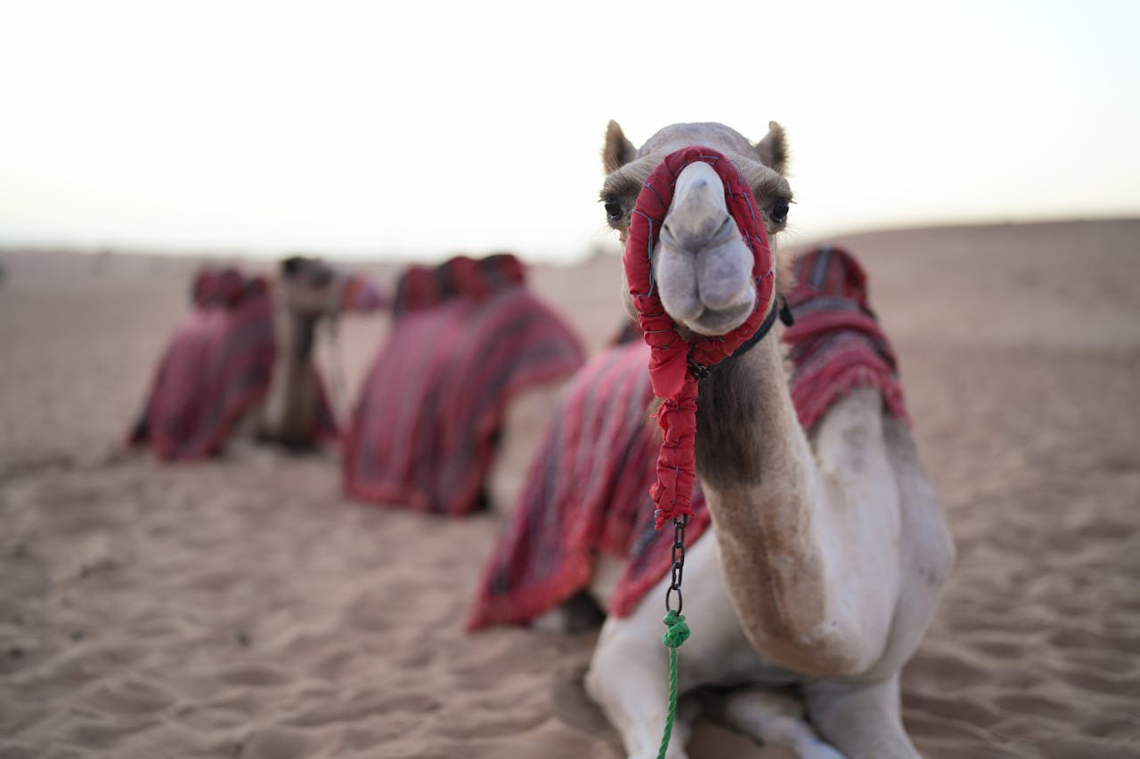 Camels resting on the sand with red cloths on their mouths, a popular activity for things to do in Dubai with family.