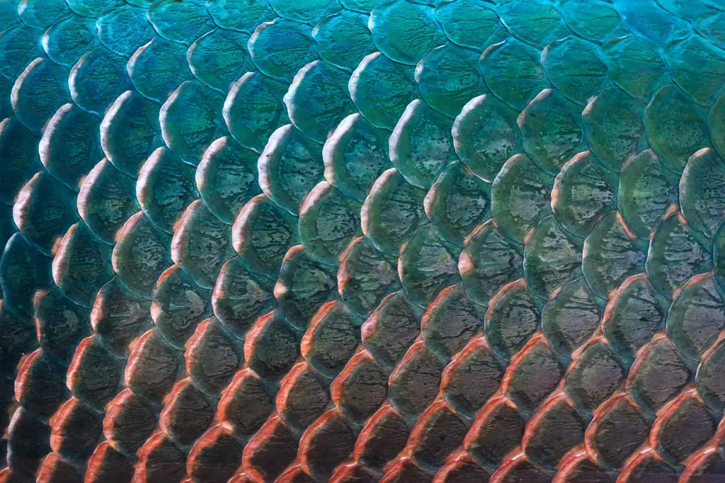 Fish scales texture