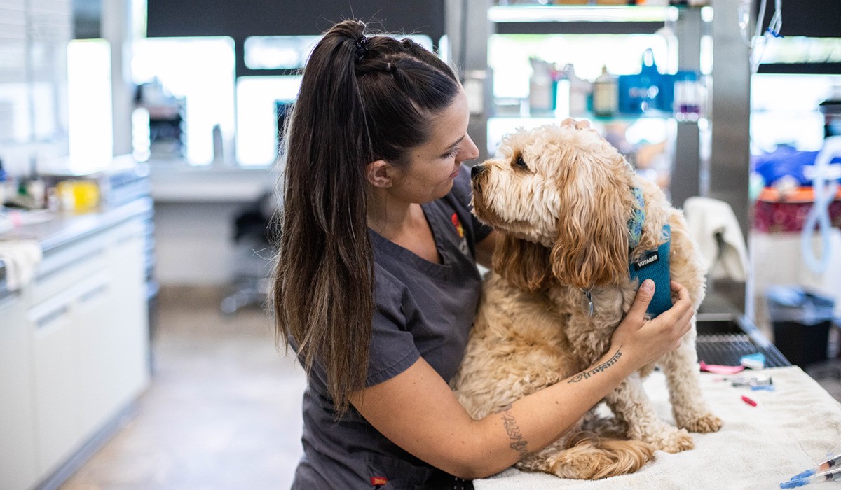 Improve the Quality of Veterinary Patient Care with Task Automation