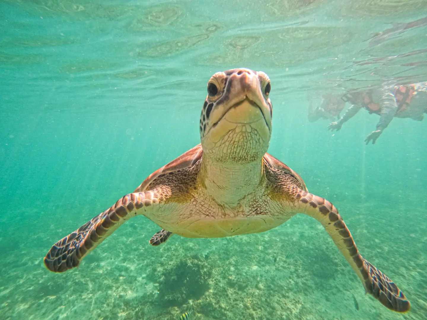Sea turtle swimming through turquoise water