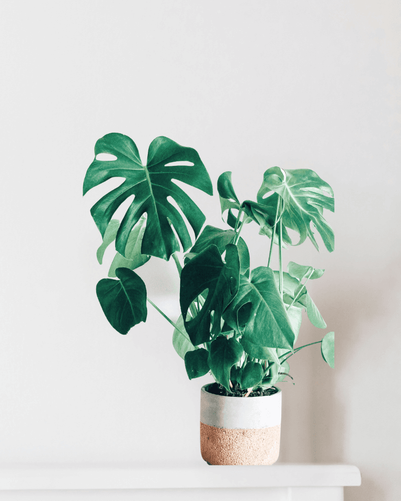 HIghland Monstera Wave