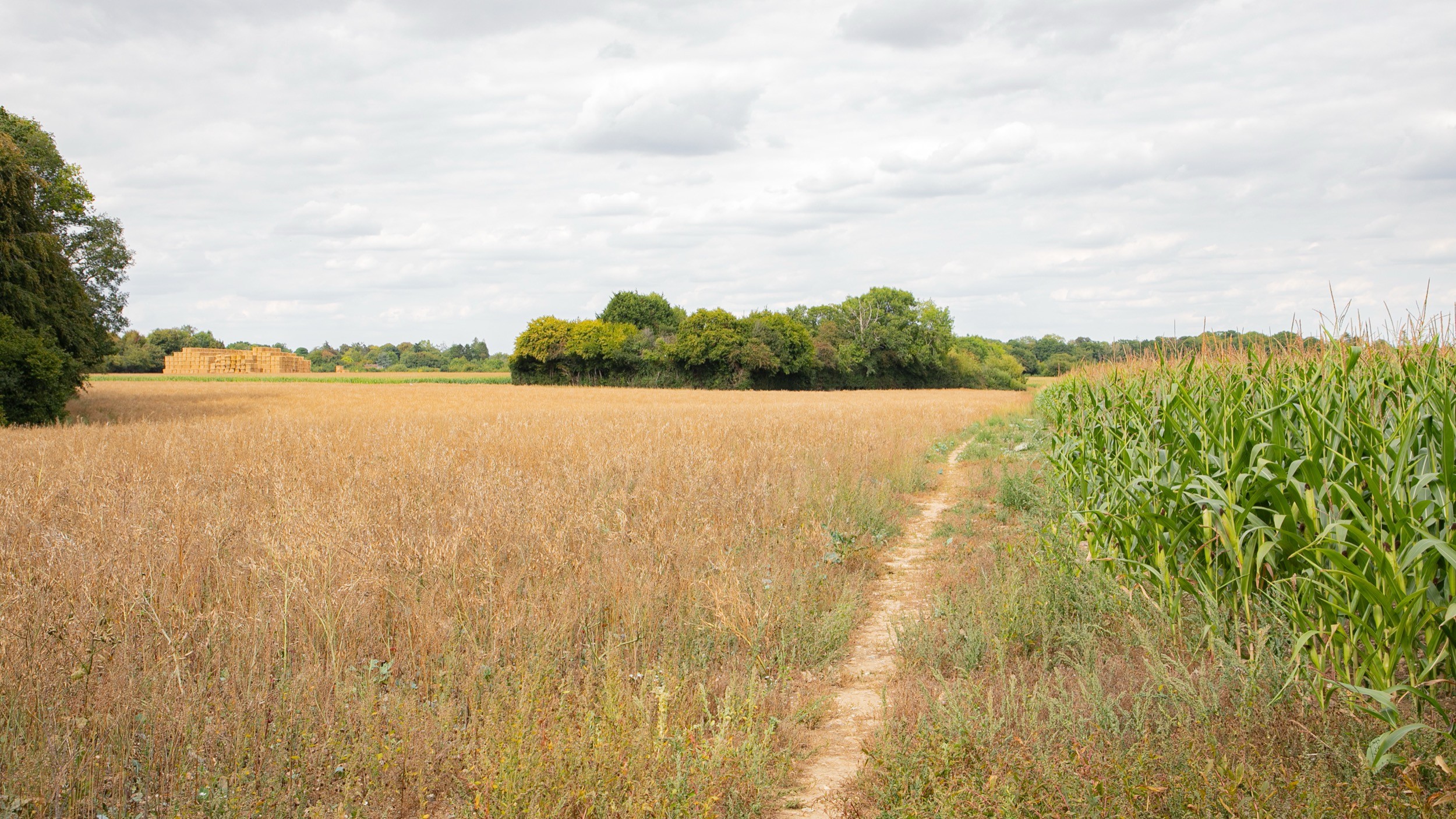 Two classic volkswagen beetles, one green, one cream.