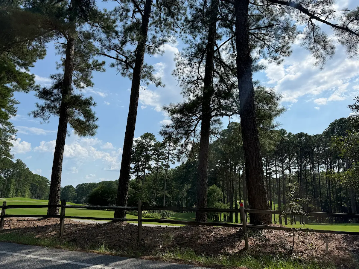 Golf course through pine trees
