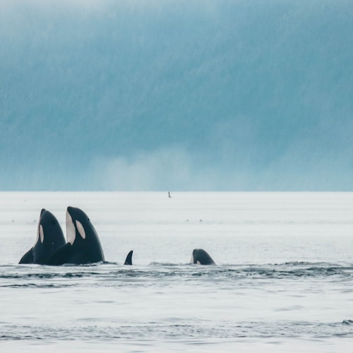 Orca Whales