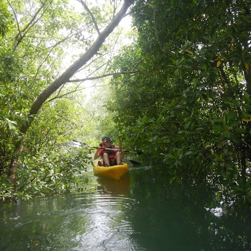 Person kayaking through dense mangroves, surrounded by lush greenery and calm water.