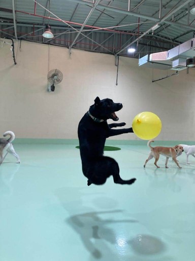 Active dog playing in a spotless space maintained by professional pet groomers in Dubai.