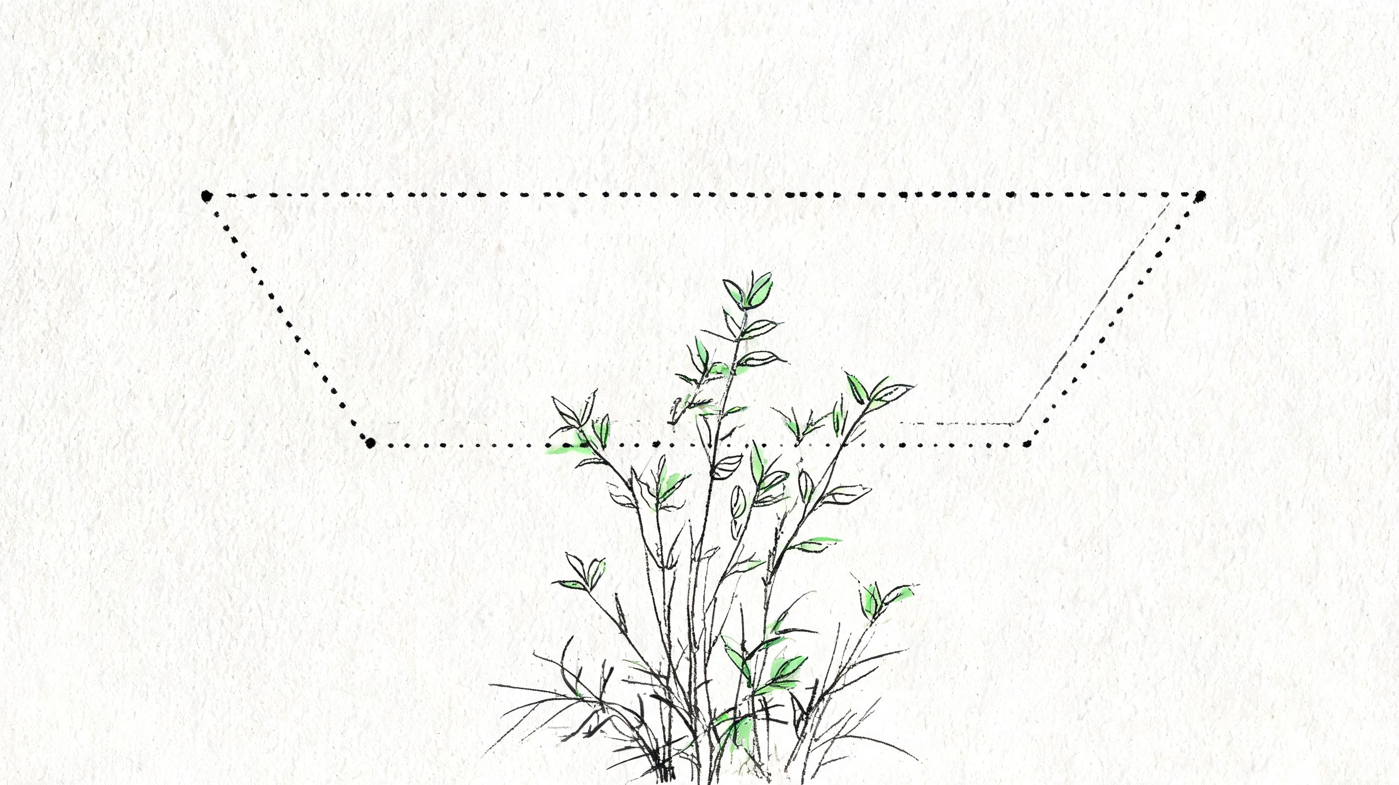 A hand-drawn illustration of a small green plant situated below a dotted-line trapezoid frame.