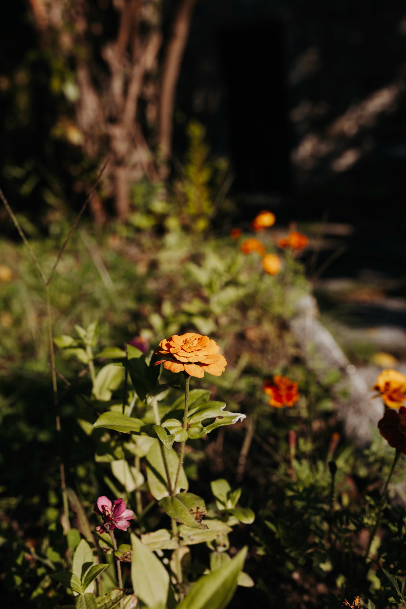 Arrueiro | Fotografía by Lorena Grandío 