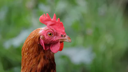Laying Hen