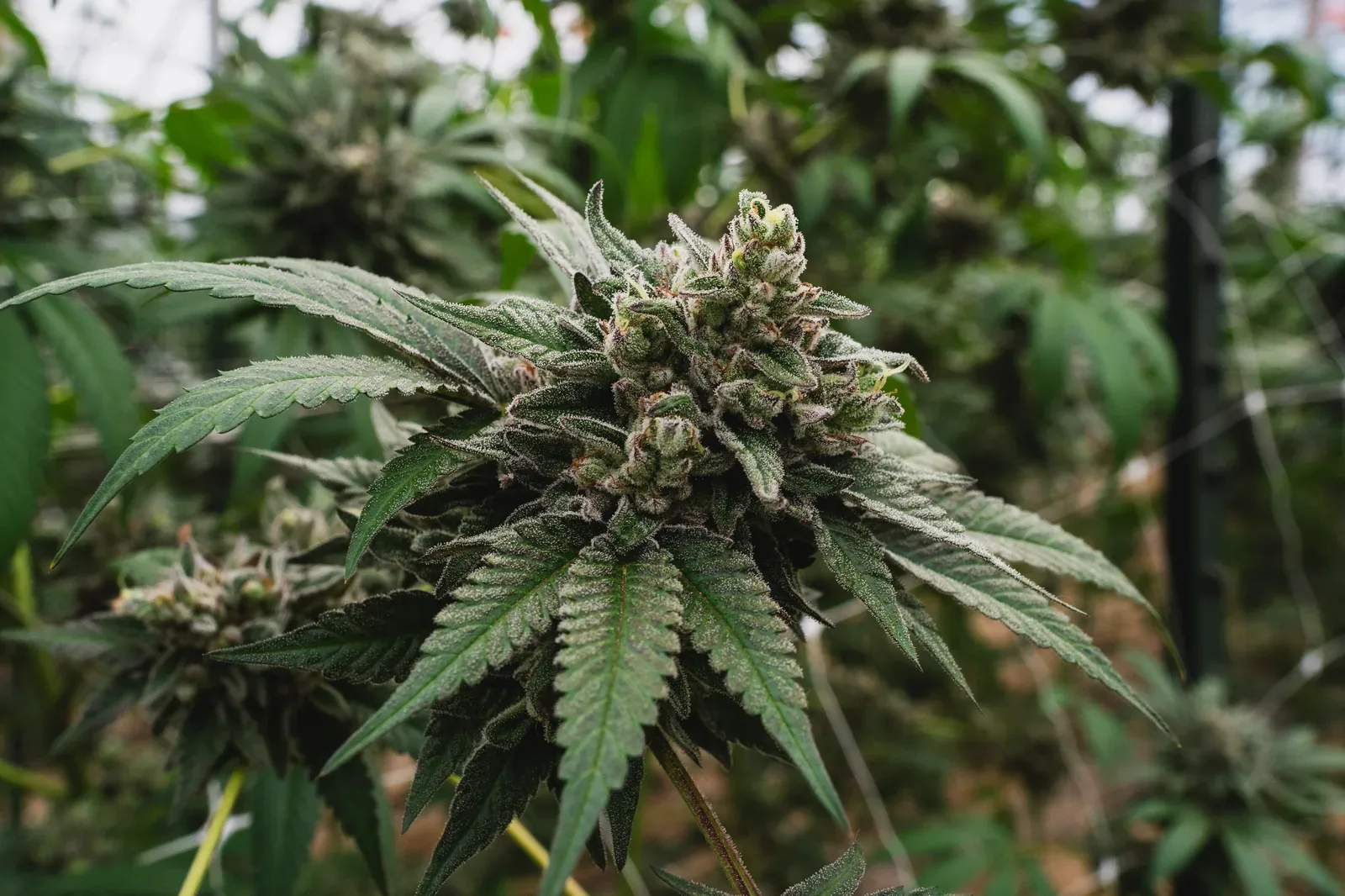 Close-up of a cannabis flower bud growing on the plant, Sunkissed Farm