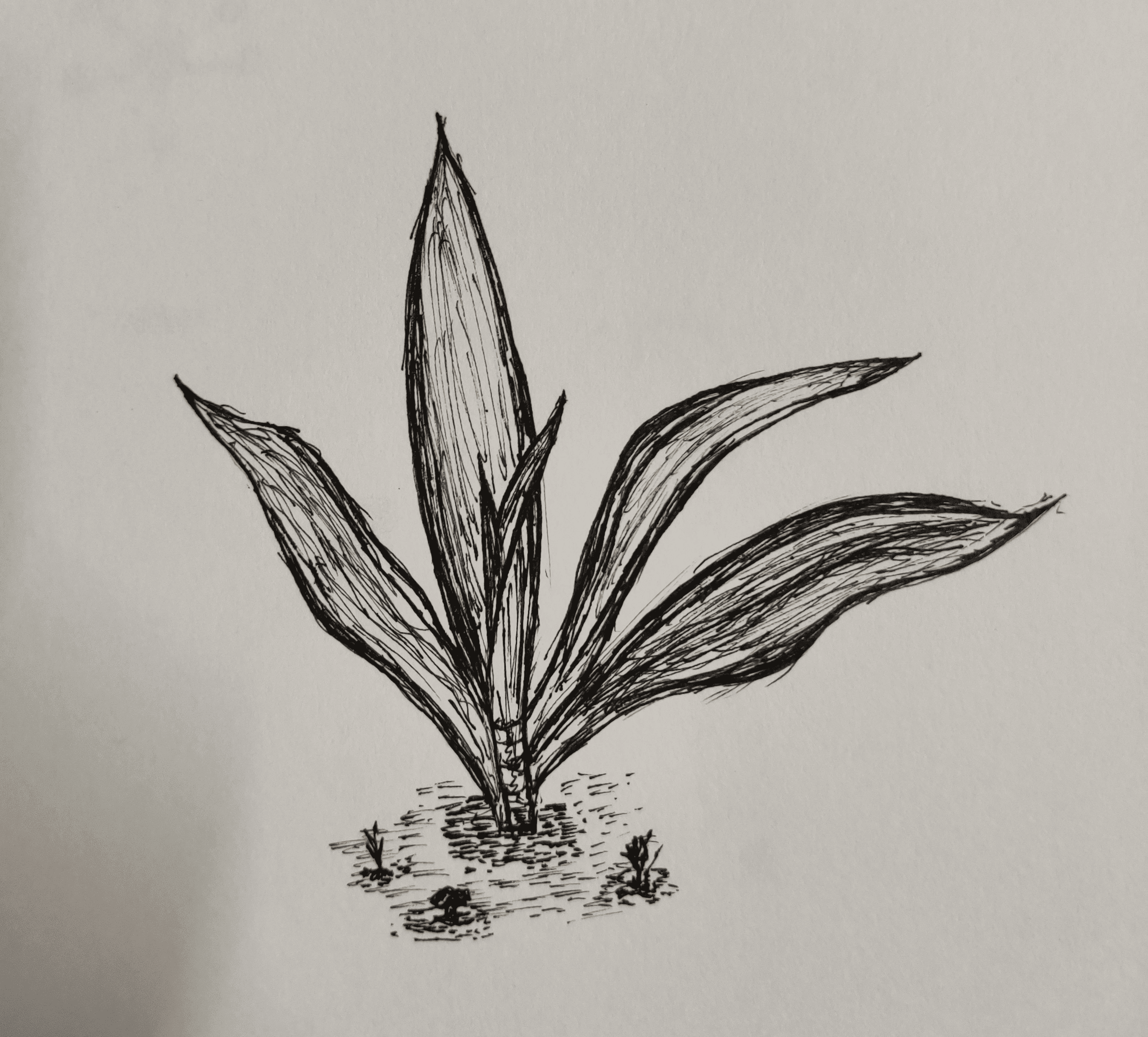 Plant Croton