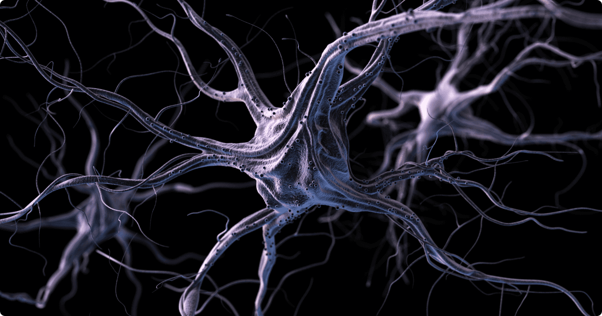 A detailed and close-up visualization of neurons, the specialized cells of the nervous system. These neurons feature long, branching dendrites and axons, with intricate, web-like connections between them. The structure highlights the complexity of the brain's neural network, with the delicate threads extending outwards to form intricate pathways. 