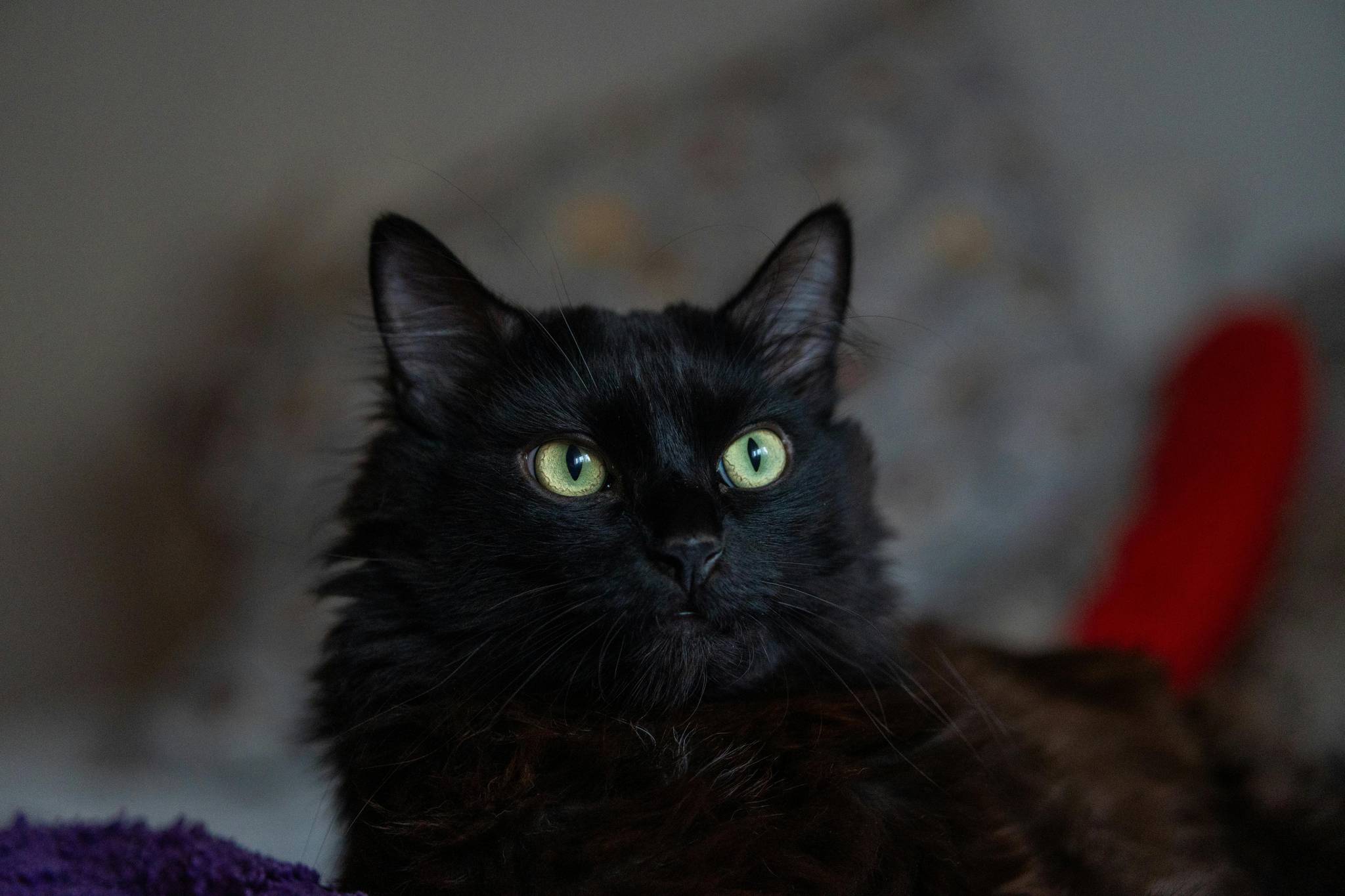 Turkish Angora Diet and Nutrition
