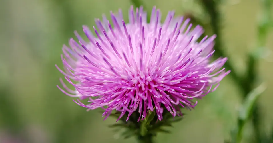 Milk thistle is an herb known for liver detox and antioxidant benefits.